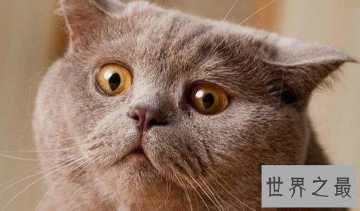 世界上最胖的猫,和一个7岁孩子一样重。