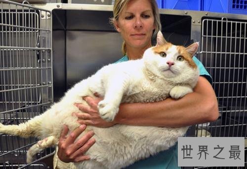 世界上最胖的猫,和一个7岁孩子一样重。