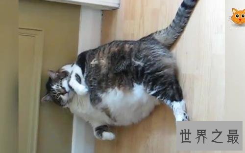 世界上最胖的猫,和一个7岁孩子一样重。
