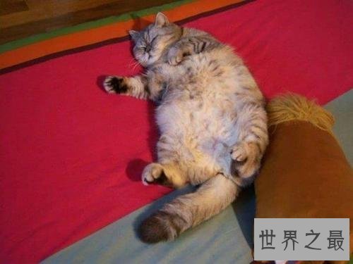 世界上最胖的猫,和一个7岁孩子一样重。