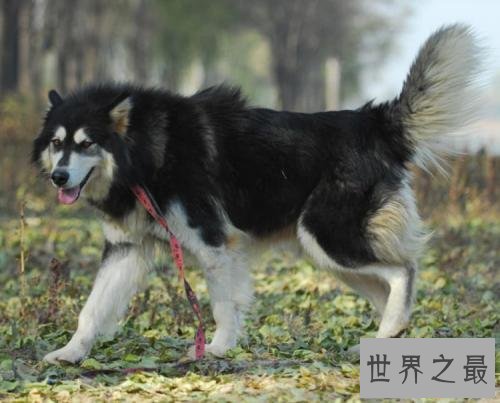 世界上饭量最大的狗狗,没狗能比肩阿拉斯加。