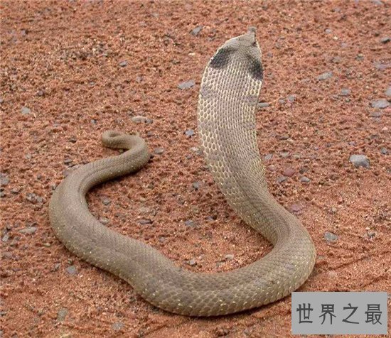 最胆小的蛇,猪鼻蛇竟然不敢咬人!