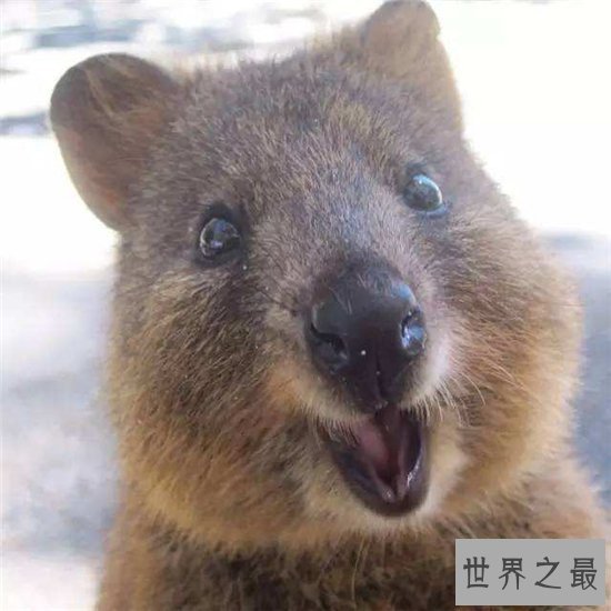 世界上最快乐的动物,天生有一副爱笑的面孔!
