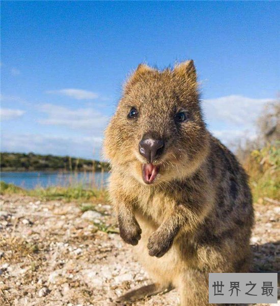 世界上最快乐的动物,天生有一副爱笑的面孔!