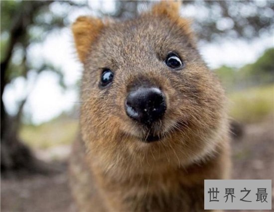 世界上最快乐的动物,天生有一副爱笑的面孔!
