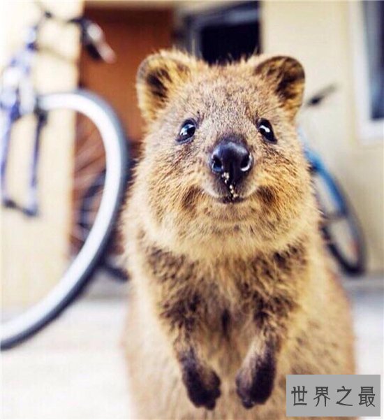 世界上最快乐的动物,天生有一副爱笑的面孔!