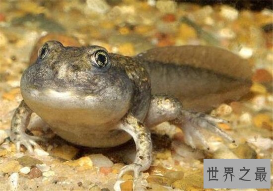 最大的蝌蚪,长达25cm变成青蛙的样子真的丑!