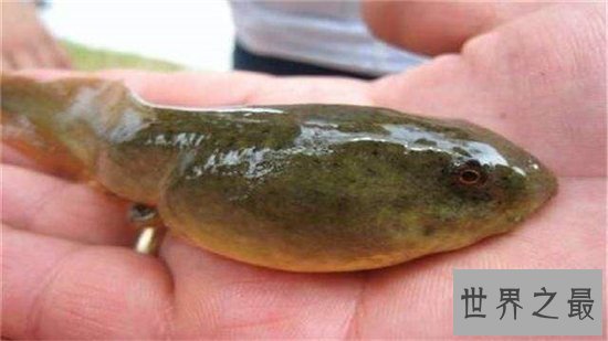 最大的蝌蚪,长达25cm变成青蛙的样子真的丑!