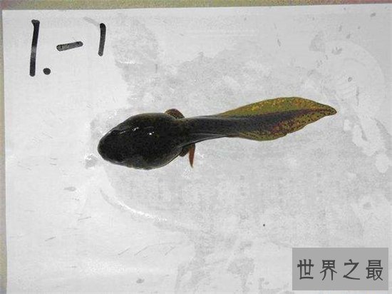 最大的蝌蚪,长达25cm变成青蛙的样子真的丑!