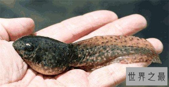 最大的蝌蚪,长达25cm变成青蛙的样子真的丑!