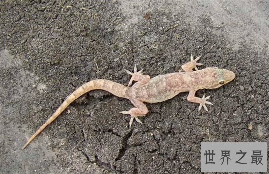 最大的壁虎,长达230cm药用价值极高!