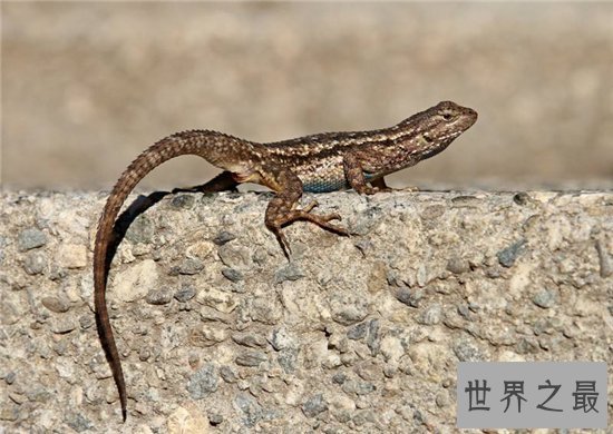 最大的壁虎,长达230cm药用价值极高!