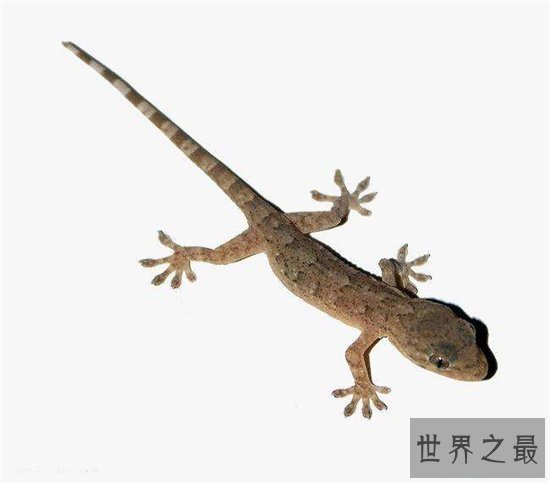 最大的壁虎,长达230cm药用价值极高!