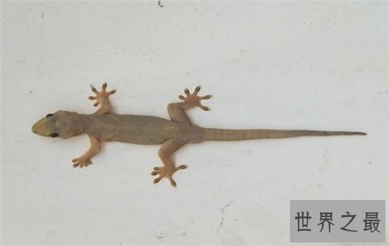 最大的壁虎,长达230cm药用价值极高!