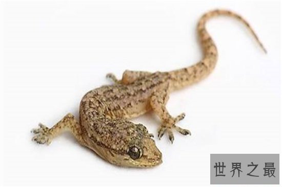 最大的壁虎,长达230cm药用价值极高!