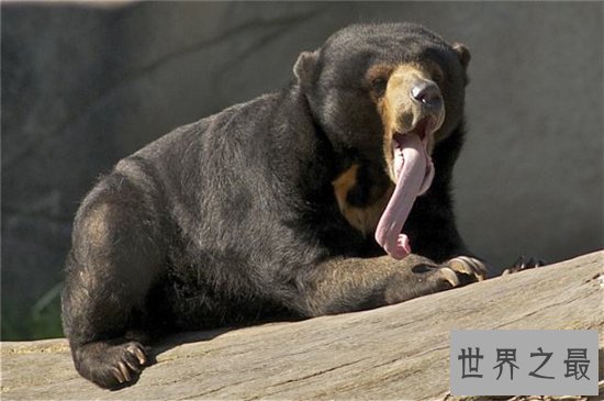 世界上最小的熊，马来熊竟然仅有27公斤！