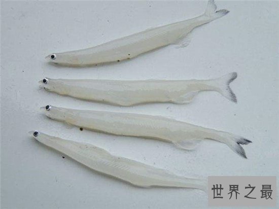 世界上最没有隐私的鱼,全身透明宛如玻璃!