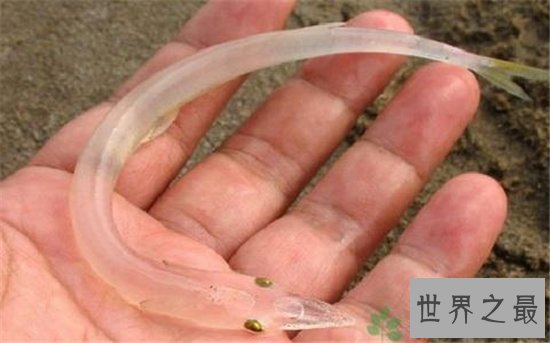 世界上最没有隐私的鱼,全身透明宛如玻璃!
