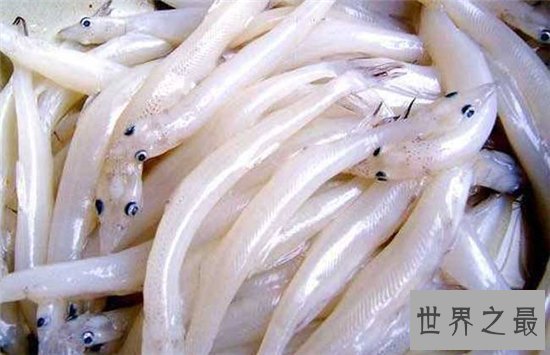 世界上最没有隐私的鱼,全身透明宛如玻璃!