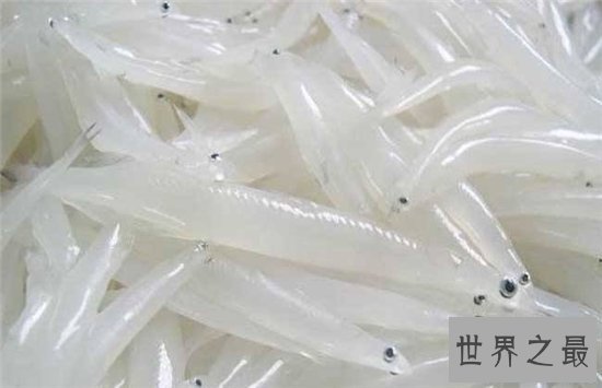 世界上最没有隐私的鱼,全身透明宛如玻璃!