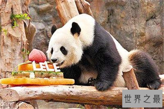 世界上最长寿的大熊猫,活了38岁相当于人类的110岁!