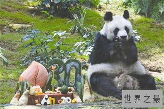 世界上最长寿的大熊猫,活了38岁相当于人类的110岁!