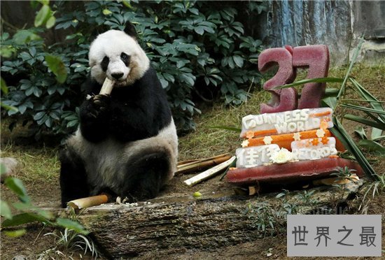 世界上最长寿的大熊猫,活了38岁相当于人类的110岁!