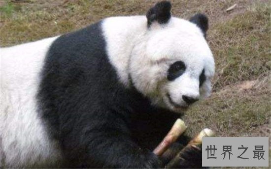 世界上最长寿的大熊猫,活了38岁相当于人类的110岁!