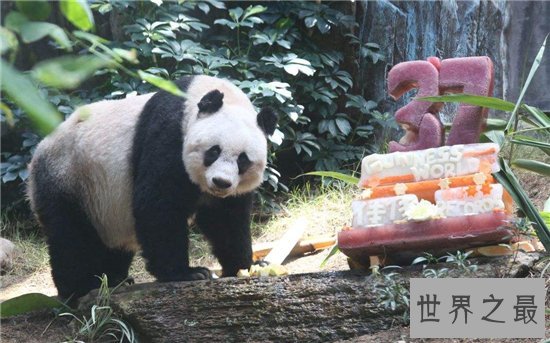 世界上最长寿的大熊猫,活了38岁相当于人类的110岁!