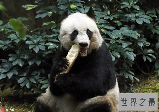 世界上最长寿的大熊猫,活了38岁相当于人类的110岁!