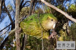 世界上不会飞的鹦鹉，蠢萌的经常把自己摔死！