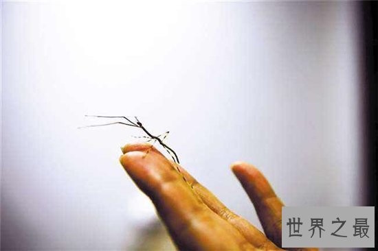 最大的昆虫,中国巨型竹节虫体长62.4cm!