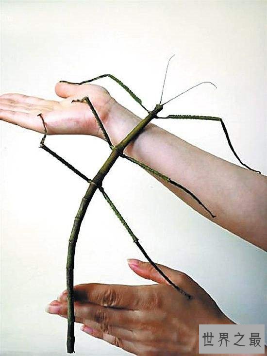 最大的昆虫,中国巨型竹节虫体长62.4cm!