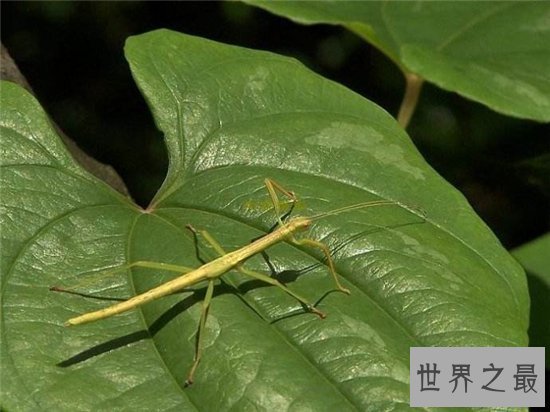 最大的昆虫,中国巨型竹节虫体长62.4cm!