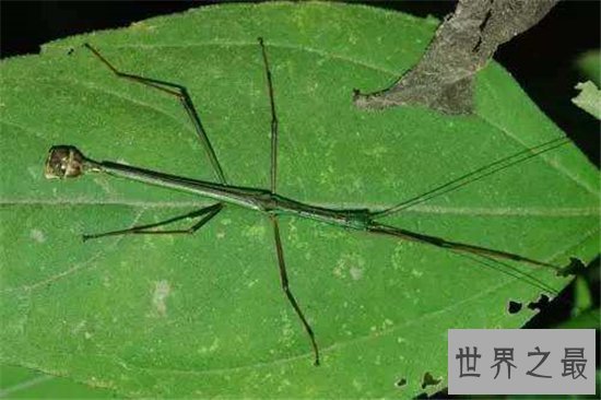最大的昆虫,中国巨型竹节虫体长62.4cm!