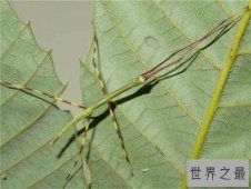 最大的昆虫，中国巨型竹节虫体长62.4cm！