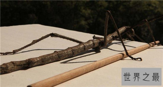 最大的昆虫,中国巨型竹节虫体长62.4cm!
