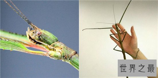 最大的昆虫,中国巨型竹节虫体长62.4cm!