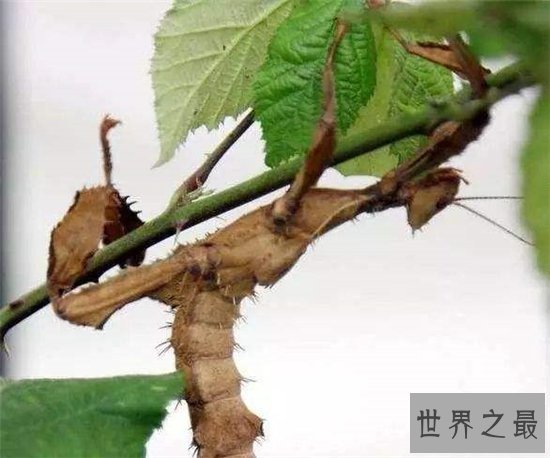 最大的昆虫,中国巨型竹节虫体长62.4cm!
