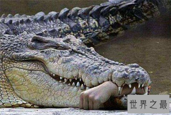 世界上最大的鳄鱼,体长竟然可以达到5米!