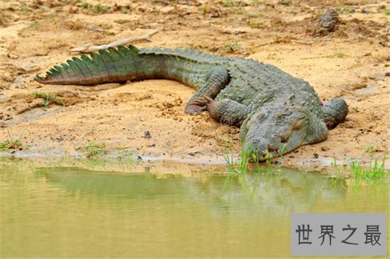 世界上最大的鳄鱼,体长竟然可以达到5米!