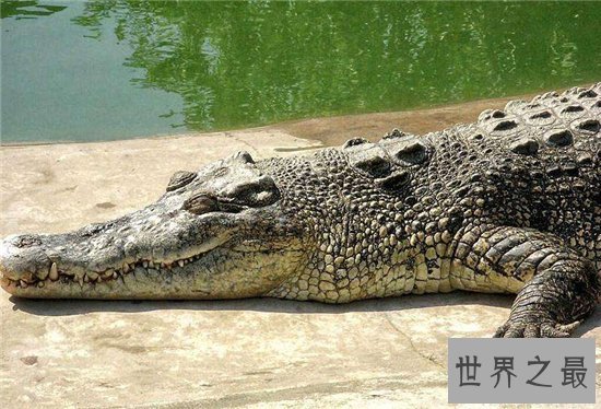 世界上最大的鳄鱼,体长竟然可以达到5米!