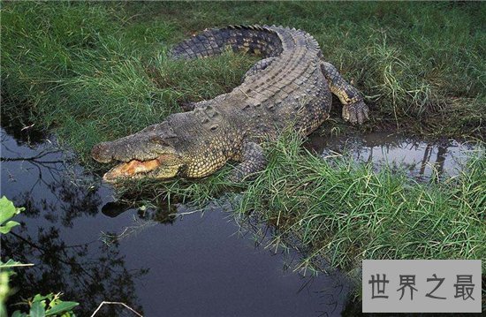 世界上最大的鳄鱼,体长竟然可以达到5米!