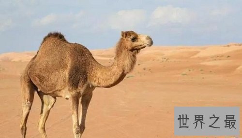 怀孕时间最长的十种动物,姥鲨孕期堪比哪吒呀!