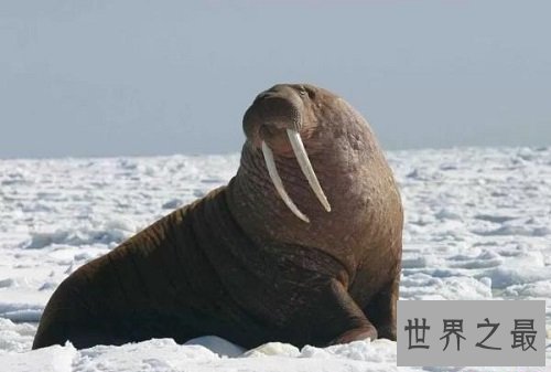 怀孕时间最长的十种动物,姥鲨孕期堪比哪吒呀!