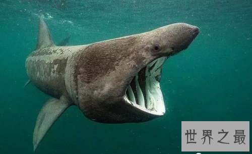 怀孕时间最长的十种动物,姥鲨孕期堪比哪吒呀!