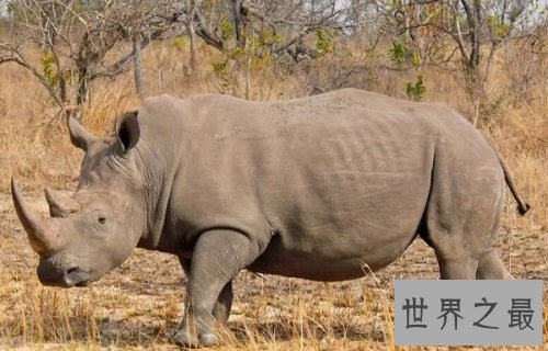 怀孕时间最长的十种动物,姥鲨孕期堪比哪吒呀!