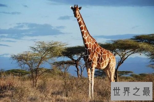 怀孕时间最长的十种动物,姥鲨孕期堪比哪吒呀!