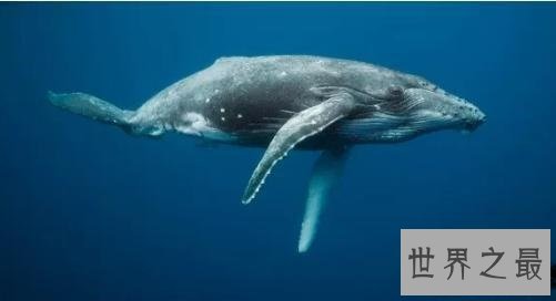 怀孕时间最长的十种动物,姥鲨孕期堪比哪吒呀!