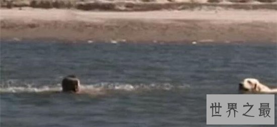 狗狗救人事件TOP10,这只狗竟然为主人挡枪子儿!